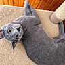 cat, gray_cat, golden_eyes, pet, feline, upside_down, lying_down, cat_tree, scratching_post, carpet, wooden_ceiling, indoor, home, close_up, portrait, cute, relaxed, playful, animal, fur