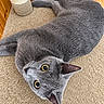 Cameron is registered to the contest to win money with this photo: cat, gray_cat, feline, pet, animal, golden_eyes, portrait, close_up, lying_down, upside_down, scratching_post, cat_tree, carpet, wooden_background, indoors, cozy, whiskers, pointed_ears, short_hair, playful