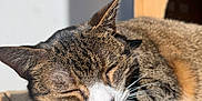 Lola joined the competition — help win amazing prizes! cat, tabby, sleeping, sunlight, cardboard, closeup, pet, feline, whiskers, ears, relaxation, indoor, house, nap, fur, animal, cozy, peaceful, resting, portrait