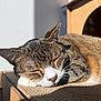 cat, tabby, sleeping, sunlight, cardboard, closeup, pet, feline, whiskers, ears, relaxation, indoor, house, nap, fur, animal, cozy, peaceful, resting, portrait