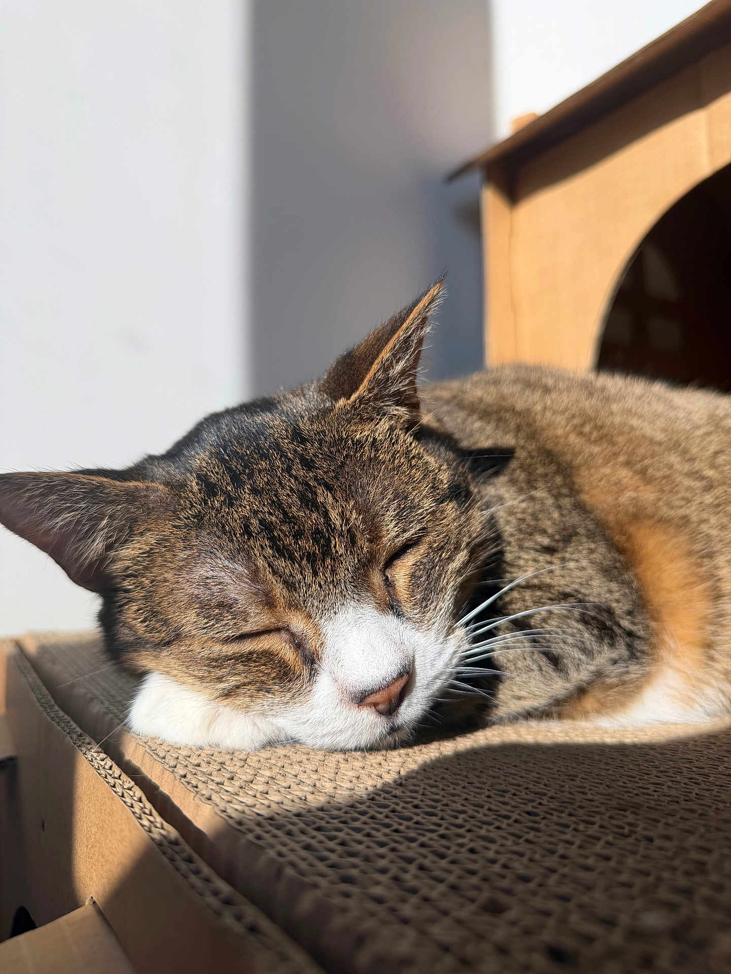 Lola joined the competition — help win amazing prizes! cat, tabby, sleeping, sunlight, cardboard, closeup, pet, feline, whiskers, ears, relaxation, indoor, house, nap, fur, animal, cozy, peaceful, resting, portrait