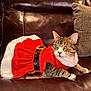 cat, tabby, red_dress, holiday_outfit, leather_couch, indoor, pet, feline, costume, festive, animal, relaxed, green_eyes, fur, whiskers, paws, couch_cushion, domestic_cat, portrait, mammal