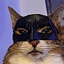 Lola joined the competition — help win amazing prizes! cat, mask, superhero, face, ears, whiskers, fur, closeup, pet, animal, costume, indoor, portrait, brown, white, black_mask, cute, funny, expression, eyes