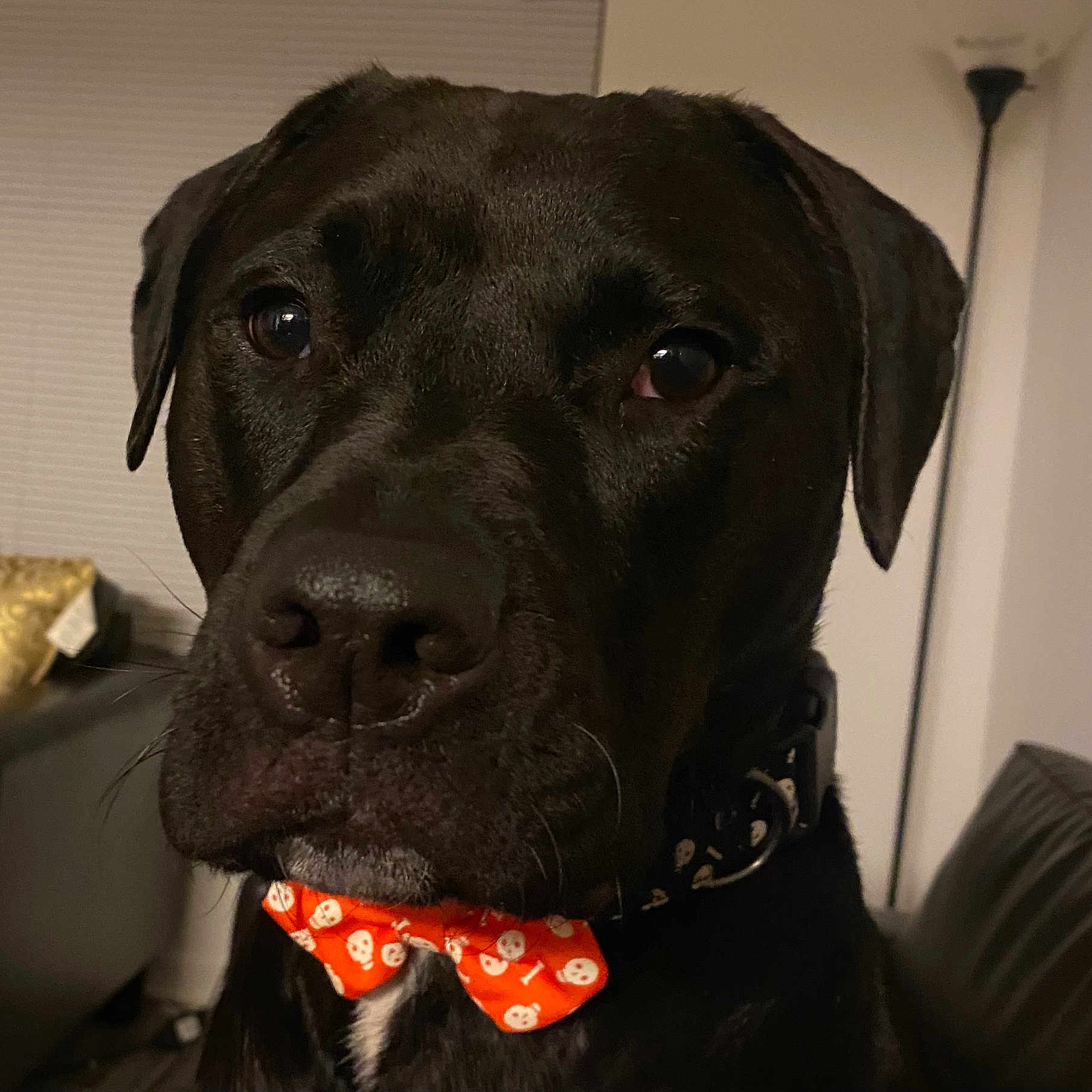 Pecan is registered to the contest to win money with this photo: accessories, animal, bandana, canine, couch, dog, formalwear, furniture, greatdane, headband, hound, labradorretriever, pet, pointer, puppy, snout, tie, whitedog