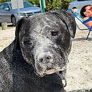 Pecan joined the competition — help win amazing prizes! adult, alloywheel, animal, canine, car, carwheel, dog, face, female, head, machine, outdoors, person, pet, spoke, tire, transportation, vehicle, wheel, woman