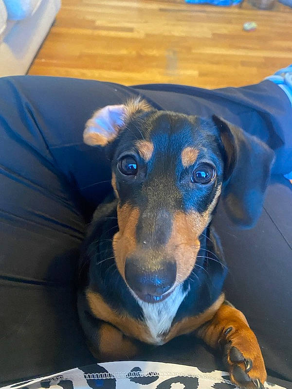 Autumn is registered to the contest to win money with this photo: canidae, carnivore, companion_dog, dog, dog_breed, dog_clothes, dog_supply, electric_blue, fawn, fur, guard_dog, pet_supply, pinscher, puppy, snout, sporting_group, terrestrial_animal, whiskers, working_animal, working_dog