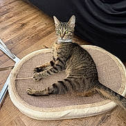 Sparkle joined the competition — help win amazing prizes! cat, tabby, pet, animal, collar, mat, floor, wooden_floor, indoor, feline, cute, curious, laying_down, domestic_cat, whiskers, ears, tail, eyes, resting, home