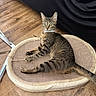 cat, tabby, pet, animal, collar, mat, floor, wooden_floor, indoor, feline, cute, curious, laying_down, domestic_cat, whiskers, ears, tail, eyes, resting, home