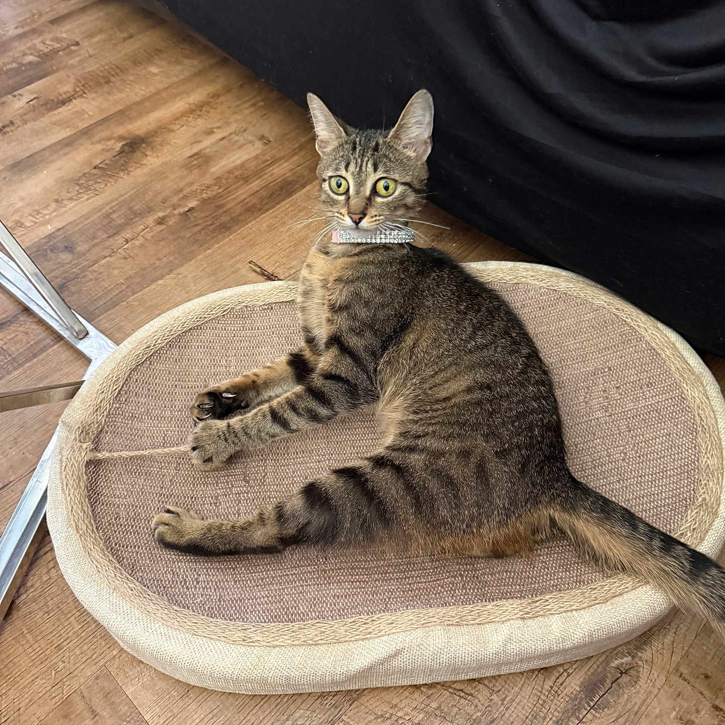 Sparkle joined the competition — help win amazing prizes! cat, tabby, pet, animal, collar, mat, floor, wooden_floor, indoor, feline, cute, curious, laying_down, domestic_cat, whiskers, ears, tail, eyes, resting, home