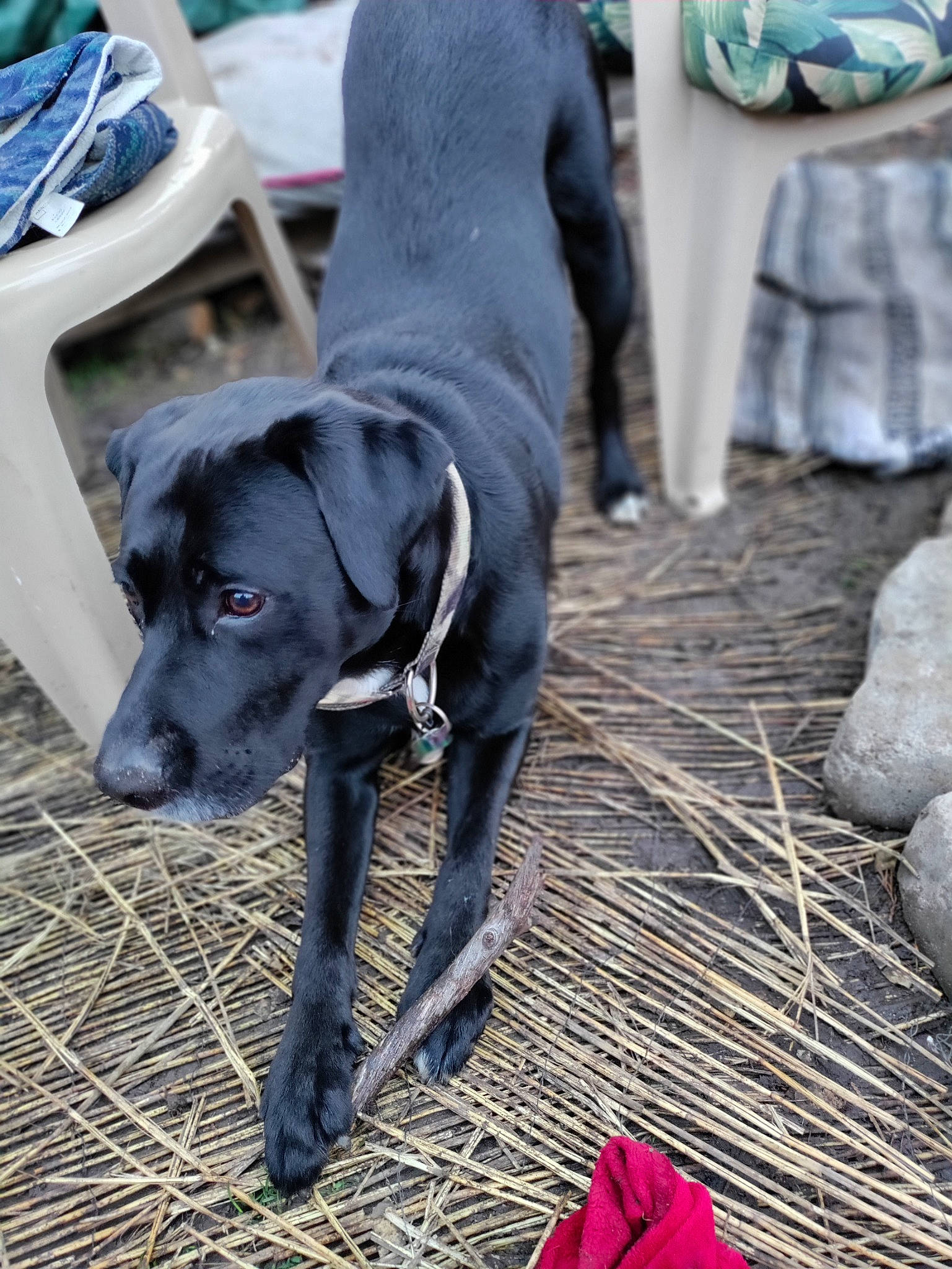 Jaxon joined the competition — help win amazing prizes! borador, carnivore, collar, companion_dog, dog, dog_breed, dog_collar, dog_supply, flooring, fur, grey, guard_dog, gun_dog, leash, pet_supply, retriever, sporting_group, tail, whiskers, working_animal