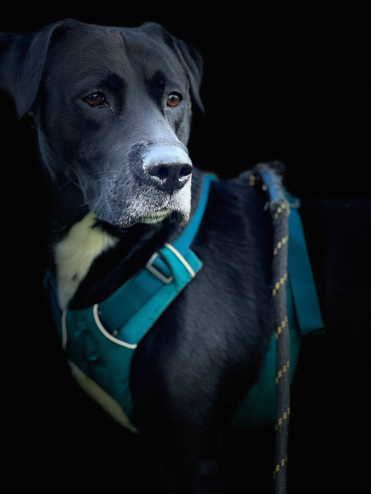 Jaxon is registered to the contest to win money with this photo: borador, canidae, carnivore, collar, companion_dog, dog, dog_breed, dog_collar, dog_supply, electric_blue, fur, guard_dog, leash, personal_protective_equipment, pet_supply, snout, sporting_group, whiskers, working_animal, working_dog