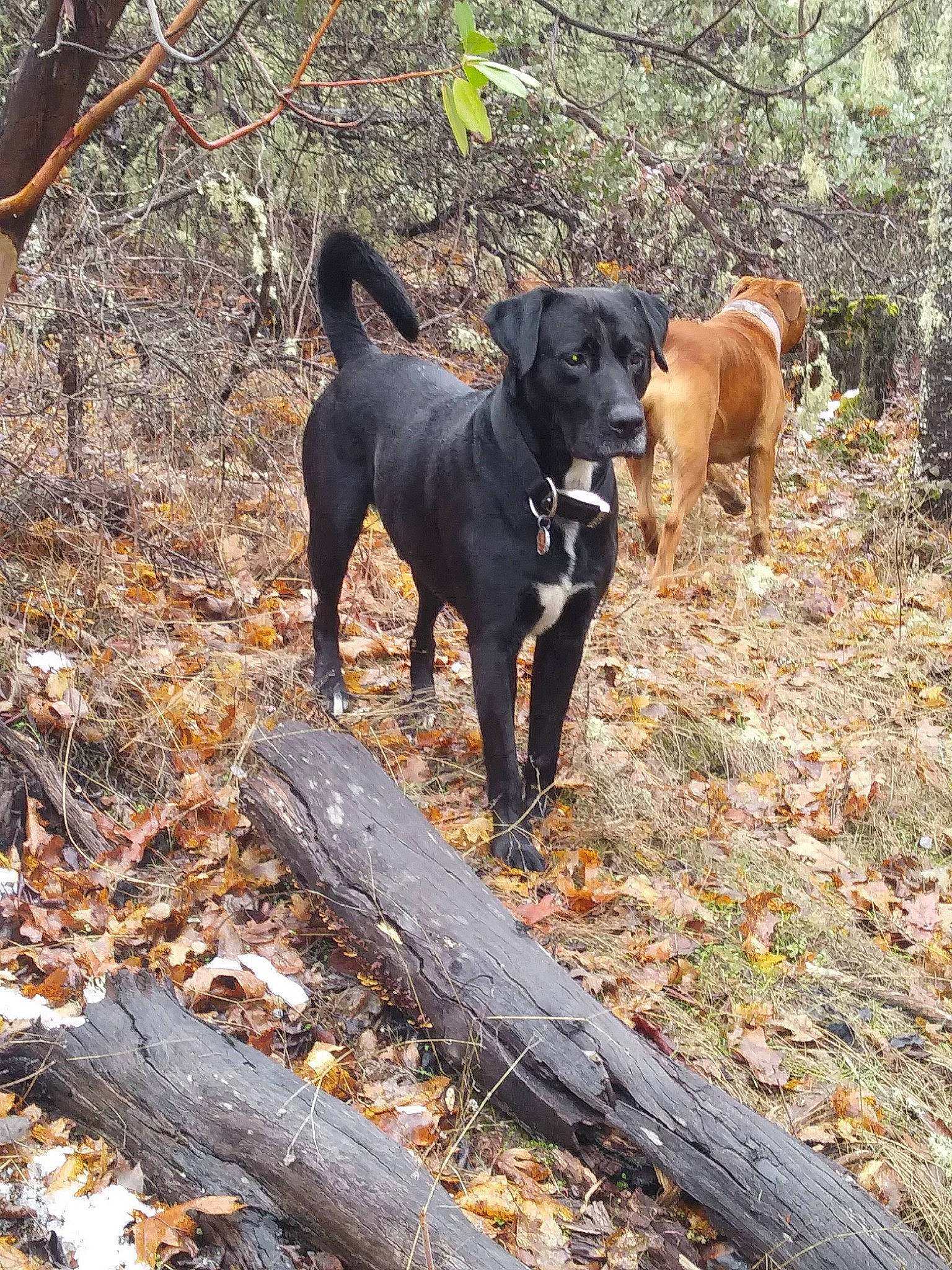 Jaxon is registered to the contest to win money with this photo: autumn, canidae, carnivore, companion_dog, dog, dog_breed, guard_dog, hound, hunting_dog, liver, montenegrin_mountain_hound, plant, sporting_group, tail, terrestrial_animal, tree, wood, woodland, working_animal, working_dog