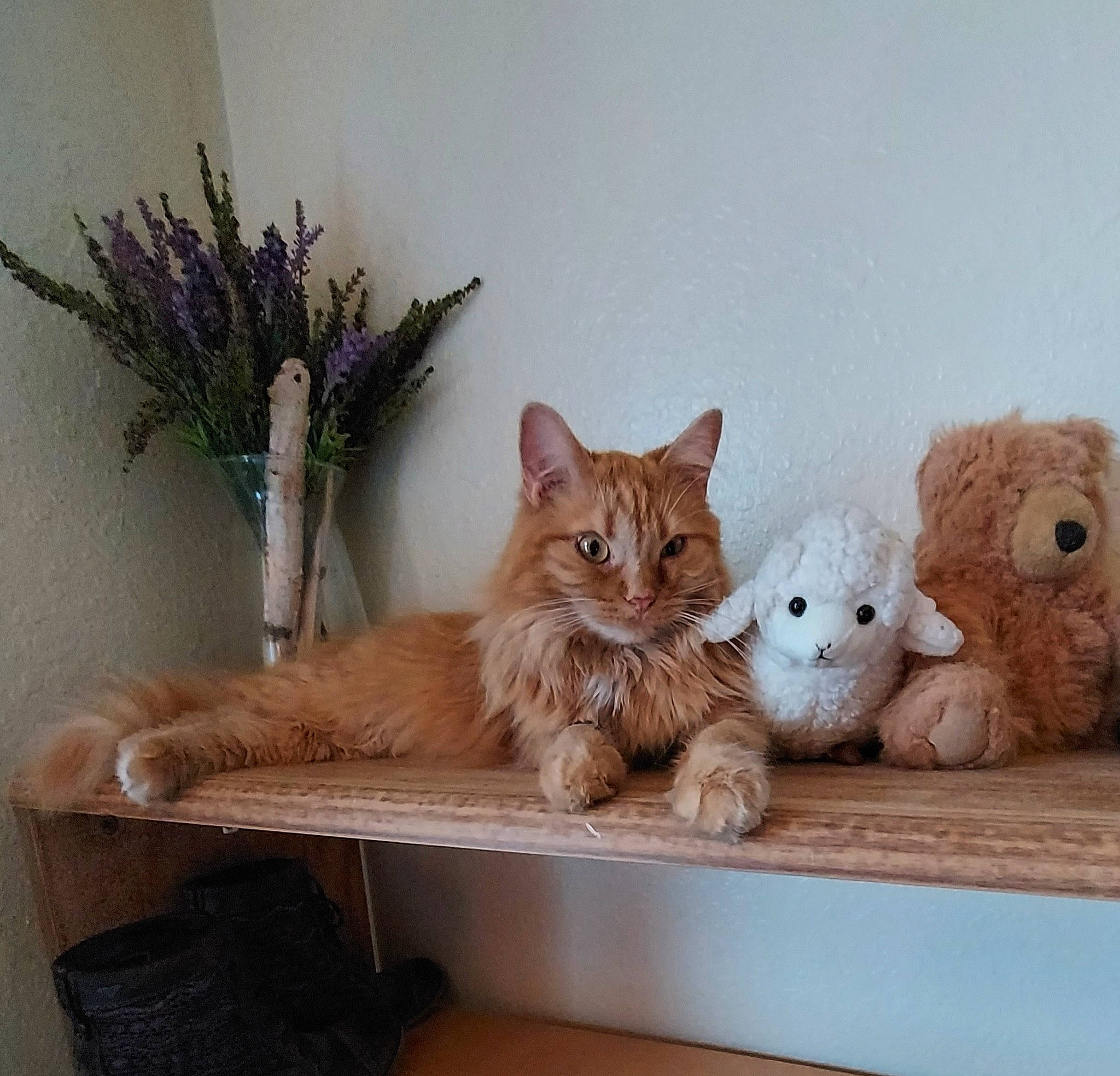 Opie joined the competition — help win amazing prizes! carnivore, cat, cat_supply, comfort, couch, fawn, felidae, flowerpot, furniture, houseplant, plant, shelf, shelving, small_to_medium_sized_cats, stuffed_toy, tail, toy, whiskers, window, wood