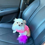 Diva is registered to the contest to win money with this photo: dog, small_dog, chihuahua, pink_sweater, purple_tail, car_seat, leather_seat, pet, animal, cute, fluffy_tail, indoor, vehicle_interior, seatbelt, black_leather, companion, sitting, pet_fashion, adorable, fur