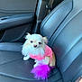 dog, small_dog, chihuahua, pink_sweater, purple_tail, car_seat, leather_seat, pet, animal, cute, fluffy_tail, indoor, vehicle_interior, seatbelt, black_leather, companion, sitting, pet_fashion, adorable, fur