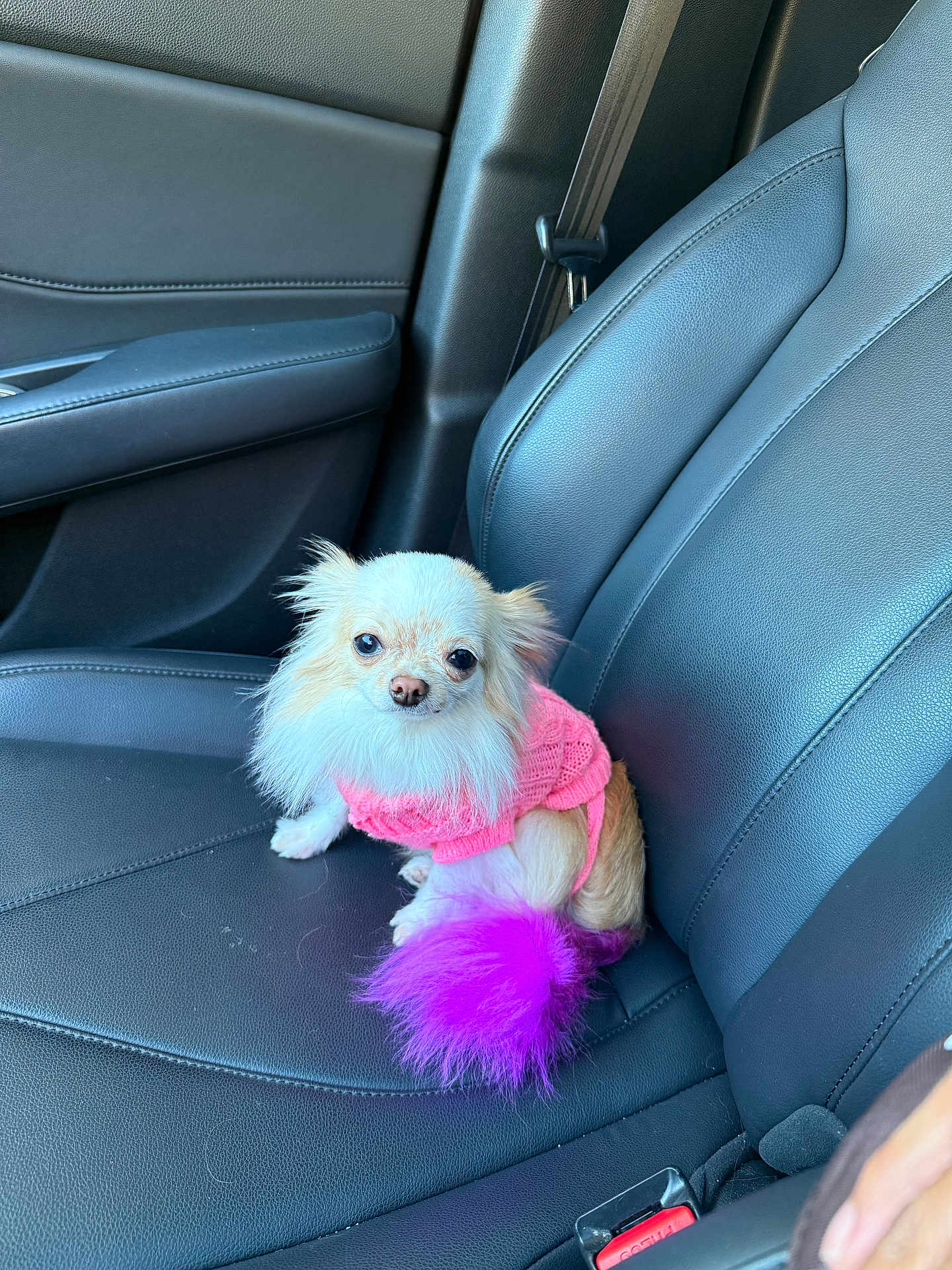 Diva is registered to the contest to win money with this photo: dog, small_dog, chihuahua, pink_sweater, purple_tail, car_seat, leather_seat, pet, animal, cute, fluffy_tail, indoor, vehicle_interior, seatbelt, black_leather, companion, sitting, pet_fashion, adorable, fur