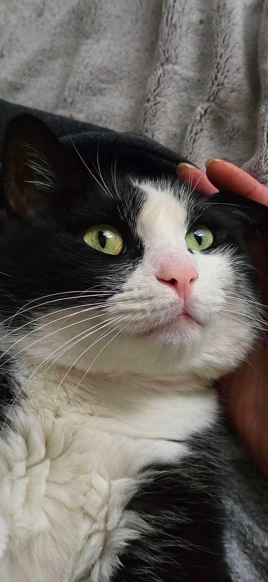 Koda