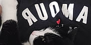 Koda a rejoint le concours — aidez-le/la à gagner de superbes lots ! amour, animal, black_and_white, cat, closeup, comfort, cozy, cuddle, feline, fur, human, indoor, love, person, pet, relaxation, resting, shirt, snuggling, whiskers