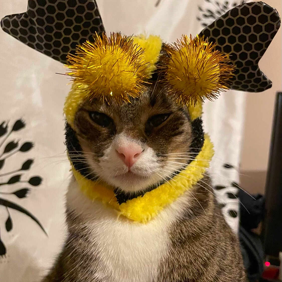 Whiskers is registered to the contest to win money with this photo: abyssinian, accessories, animal, carnival, cat, clothing, costume, face, flower, formalwear, hat, head, kitten, manx, person, pet, photography, portrait, tie, toy
