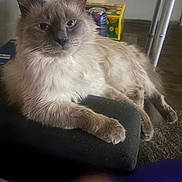 Zeus is registered to the contest to win money with this photo: cat, fluffy, indoor, cushion, furniture, pet, relaxing, blue_eyes, closeup, domestic_animal, laying_down, calm, whiskers, ears, face, paw, living_room, can, box, floor