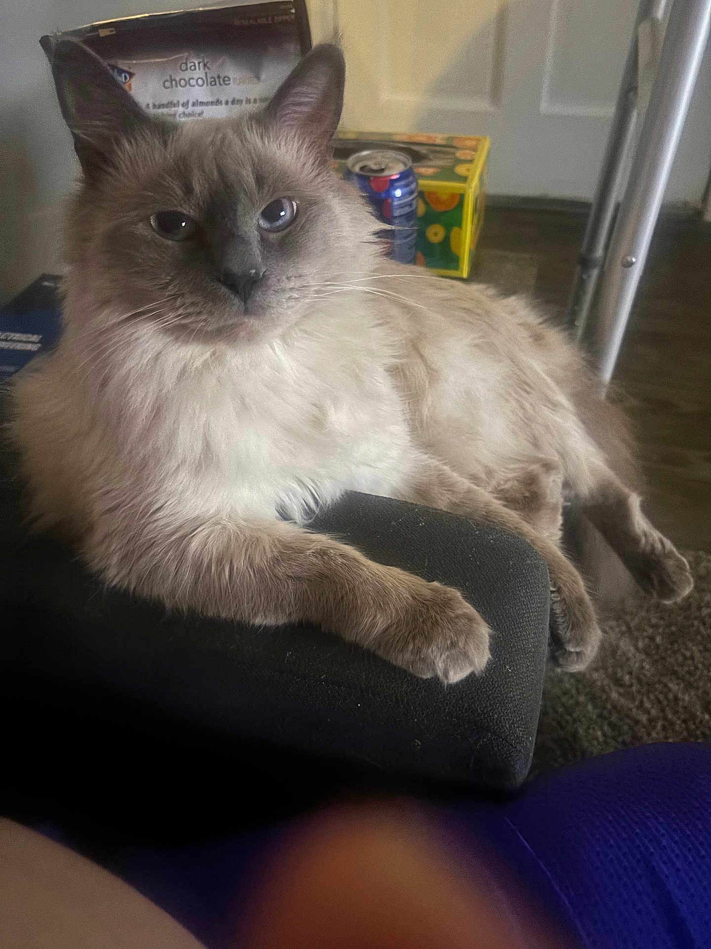 Zeus is registered to the contest to win money with this photo: cat, fluffy, indoor, cushion, furniture, pet, relaxing, blue_eyes, closeup, domestic_animal, laying_down, calm, whiskers, ears, face, paw, living_room, can, box, floor