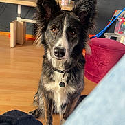 Faya participe au concours pour gagner de l'argent avec cette photo : dog, border_collie, pet, sitting, indoor, wooden_floor, collar, id_tag, brown_eyes, ears_up, fur, portrait, living_room, television, table, bottle, toys, pink_pouf, jeans, attentive