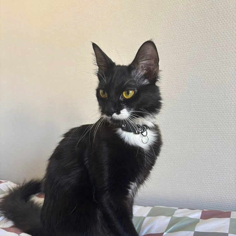 Nala a rejoint le concours — aidez-le/la à gagner de superbes lots ! animal, bed, black_and_white, blanket, cat, collar, curious, cute, domestic, feline, fur, home, indoor, pet, portrait, resting, sitting, striped, whiskers, yellow_eyes