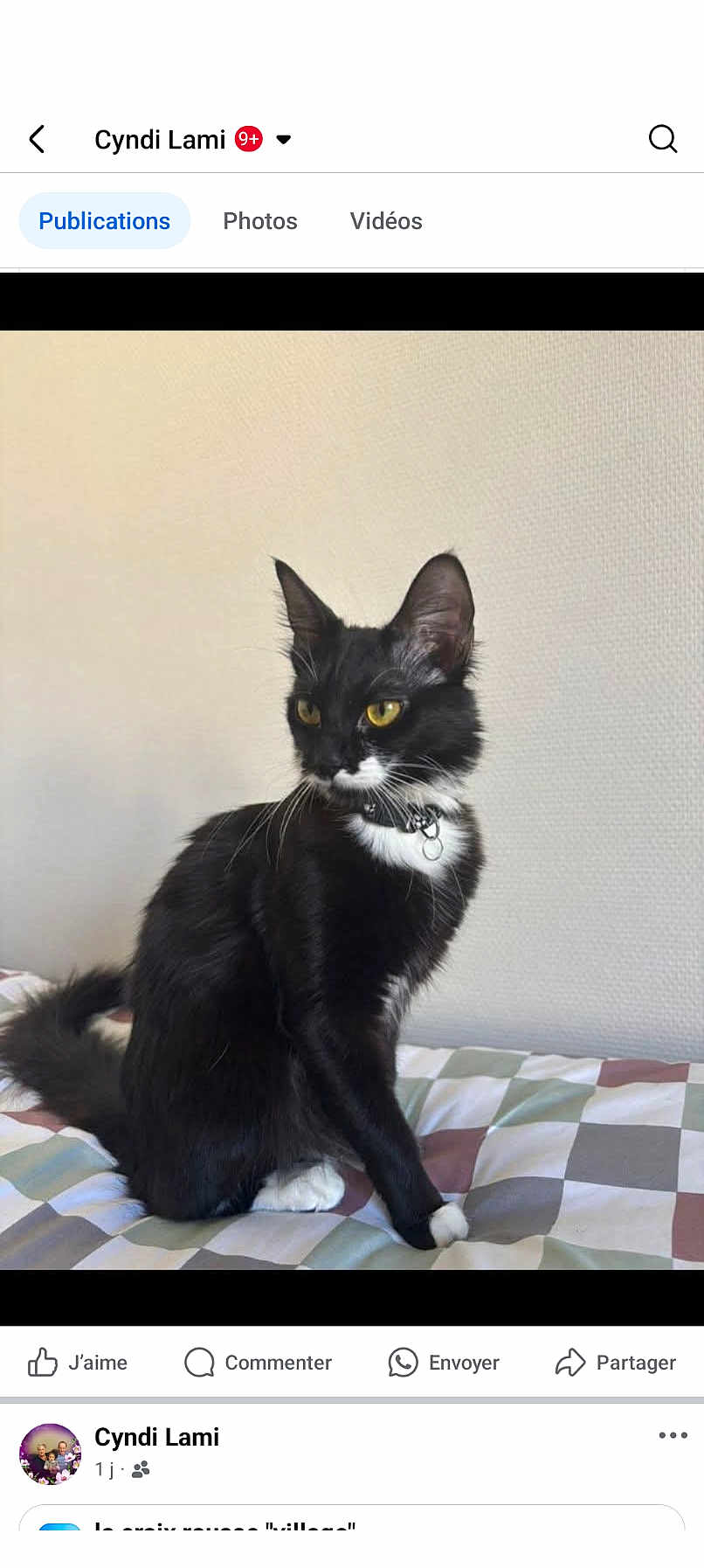 Nala a rejoint le concours — aidez-le/la à gagner de superbes lots ! cat, black_and_white, yellow_eyes, sitting, indoor, pet, feline, collar, whiskers, curious, bed, blanket, striped, fur, animal, domestic, portrait, cute, home, resting
