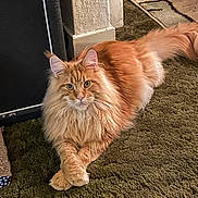 Bjorn is registered to the contest to win money with this photo: cat, orange_cat, fluffy, long_hair, maine_coon, pet, animal, feline, whiskers, ears, eyes, paws, tail, carpet, indoor, home, portrait, sitting, relaxed, curious