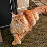 cat, orange_cat, fluffy, long_hair, maine_coon, pet, animal, feline, whiskers, ears, eyes, paws, tail, carpet, indoor, home, portrait, sitting, relaxed, curious