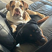 River joined the competition — help win amazing prizes! bulldog, rottweiler, dog, pets, couch, leather, indoor, floor, wooden_floor, brown, black, resting, looking_at_camera, animal, companions, closeup, home, toy, comfort, relaxed