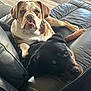 bulldog, rottweiler, dog, pets, couch, leather, indoor, floor, wooden_floor, brown, black, resting, looking_at_camera, animal, companions, closeup, home, toy, comfort, relaxed