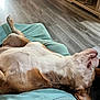 River joined the competition — help win amazing prizes! dog, lying_down, pet, indoor, flooring, blanket, relaxed, fur, canine, paw, home, wood_floor, resting, comfortable, animal, mammal, companion, domestic, furniture, cozy
