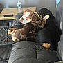 River joined the competition — help win amazing prizes! dog, couch, leather, indoor, water_bottle, remote_control, brown_dog, black_dog, relaxed, pets, furniture, home, floor, table, snuggling, companion, looking_back, resting, domestic, animal