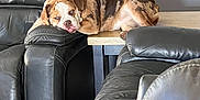 River joined the competition — help win amazing prizes! bulldog, dog, pet, leather_couch, armrest, living_room, wood_floor, resting, sleepy, brown, white, fur, tongue_out, indoor, furniture, relaxed, animal, home, comfortable, cute