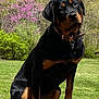 rottweiler, dog, animal, pet, outdoor, nature, grass, tree, log, spring, flowering_tree, canine, collar, mammal, brown, black, sitting, alert, park, daylight