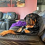 rottweiler, dog, leather_couch, purple_blanket, living_room, wall_art, abstract_painting, pet, canine, relaxed, indoor, furniture, home, animal, comfortable, seated, collar, dog_tag, brown_black, domestic