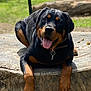 rottweiler, dog, animal, pet, outdoor, greenery, tree_stump, tongue_out, sunlight, happy, canine, nature, park, blurred_background, collar, resting, mammal, friendly, summer, close_up