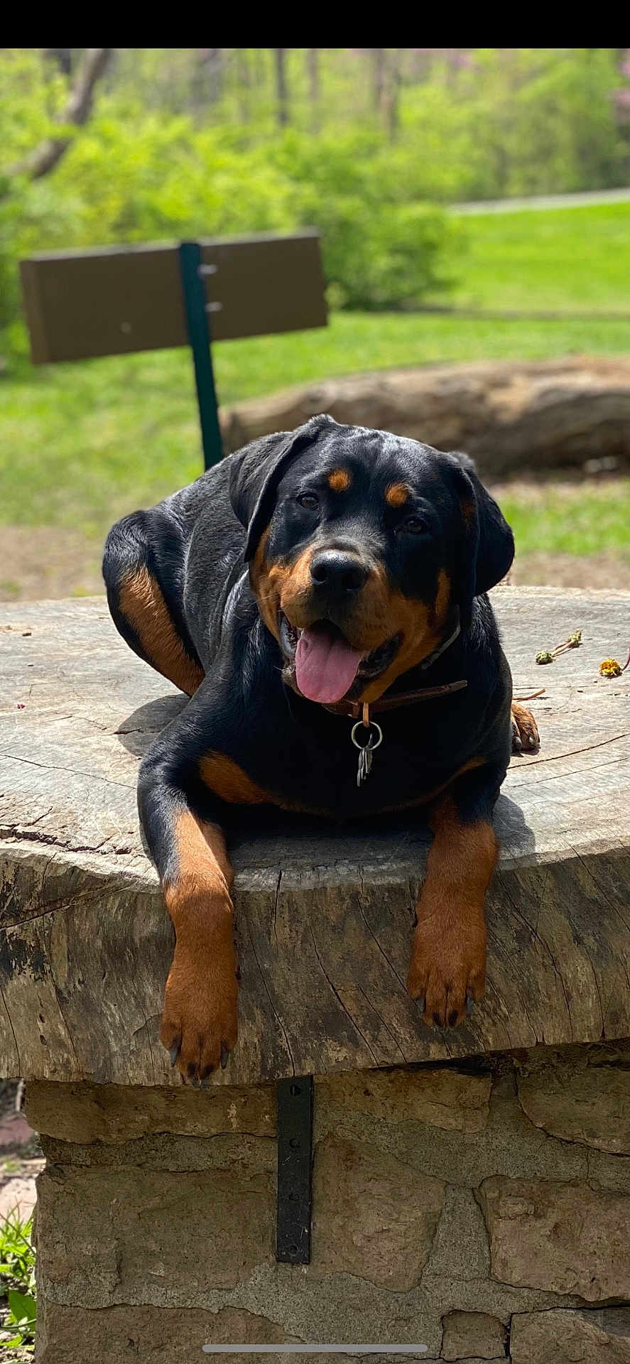 Koda