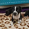 puppy, dog, black_and_white, sitting, portrait, front_facing, white_markings, floppy_ears, brown_rug, leopard_print, indoor, home, radiator, carpet, three_dogs, cute, alert, small_breed, pet, photograph