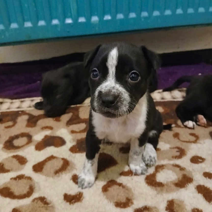 Vayana participe au concours pour gagner de l'argent avec cette photo : puppy, dog, black_and_white, sitting, portrait, front_facing, white_markings, floppy_ears, brown_rug, leopard_print, indoor, home, radiator, carpet, three_dogs, cute, alert, small_breed, pet, photograph