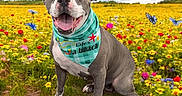 Darla-Jean joined the competition — help win amazing prizes! dog, animal, pet, bandana, gray_dog, white_dog, flower_field, wildflowers, butterfly, outdoor, grass, nature, sky, clouds, happy, sitting, spring, colorful, portrait, sunny