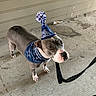 dog, animal, pet, gray_dog, white_paws, party_hat, bandana, leash, concrete_floor, wall, indoor, celebration, curious_look, standing, canine, domestic_animal, costume, festive, Dallas_Cowboys, accessory