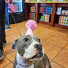 dog, party_hat, leash, person, floor, tiles, indoor, can_shelves, flowers, pom_pom, gray_dog, white_dog, collar, shoes, pants, store, pet, attentive, celebration, pom_pom_hat