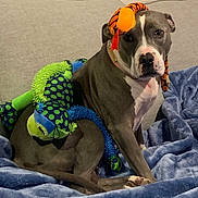 Darla-Jean is registered to the contest to win money with this photo: dog, stuffed_toys, blanket, couch, pet, indoor, gray_dog, white_markings, plush_toys, blue_blanket, seated, looking_at_camera, cozy, domestic, animal, cute, pet_accessories, relaxed, furniture, home