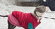 Darla-Jean joined the competition — help win amazing prizes! animal, apparel, canine, coat, cold, curious, daytime, dog, jacket, leash, outdoor, pavement, pet, snow, standing, street, tire, vehicle, weather, winter