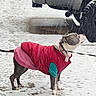 dog, snow, winter, jacket, pet, animal, outdoor, cold, vehicle, tire, leash, standing, pavement, weather, canine, street, apparel, coat, daytime, curious