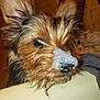 Kodak is registered to the contest to win money with this photo: animal, bathroom, bathtub, bubbles, cleaning, close_up, cute, dog, ears, face, fur, head, indoor, nose, pet, pet_care, scruffy, soap, water, wet