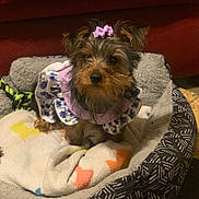 Knala is registered to the contest to win money with this photo: dog, puppy, pet_bed, blanket, bow, dress, clothing, small_dog, fur, indoors, cute, animal, canine, cozy, sitting, looking_at_camera, patterned_blanket, purple, floral, adorable