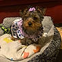 dog, puppy, pet_bed, blanket, bow, dress, clothing, small_dog, fur, indoors, cute, animal, canine, cozy, sitting, looking_at_camera, patterned_blanket, purple, floral, adorable